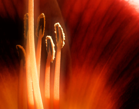 ECSTASY : Floral and Botanical : ...welcome to elizabethlinares.com...