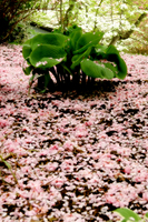 ETHEREAL PETALS - © ELIZABETH SANTANA LINARES 2003-2010.  ALL RIGHTS RESERVED.