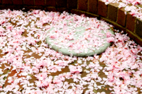PETAL COVERED DREAMS - © ELIZABETH SANTANA LINARES 2003-2010.  ALL RIGHTS RESERVED.