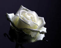 SIMPLICITY ROSE
