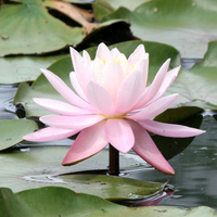 LOTUS BEAUTIES SQUARE SERIES III - © ELIZABETH SANTANA LINARES 2003-2010.  ALL RIGHTS RESERVED.