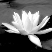 LOTUS BEAUTIES SQUARE SERIES IV - © ELIZABETH SANTANA LINARES 2003-2010.  ALL RIGHTS RESERVED.