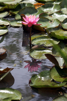 LOTUS BEAUTIES X - © ELIZABETH SANTANA LINARES 2003-2010.  ALL RIGHTS RESERVED.