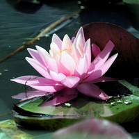 LOTUS BEAUTIES SQUARE SERIES II - © ELIZABETH SANTANA LINARES 2003-2010.  ALL RIGHTS RESERVED.