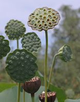 LOTUS BEAUTIES III - © ELIZABETH SANTANA LINARES 2003-2010.  ALL RIGHTS RESERVED.