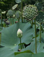LOTUS BEAUTIES IV - © ELIZABETH SANTANA LINARES 2003-2010.  ALL RIGHTS RESERVED.