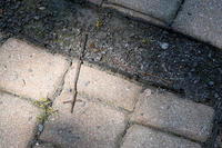 A Sign? - © ELIZABETH SANTANA LINARES 2003-2010.  ALL RIGHTS RESERVED.