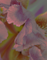 © ELIZABETH S LINARES 2003-2025. ALL RIGHTS RESERVED.