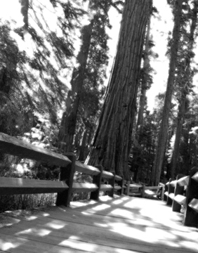 WALK THIS WAY