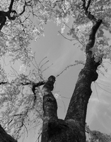 © ELIZABETH S LINARES 2003-2025. ALL RIGHTS RESERVED.