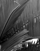 © ELIZABETH S LINARES 2003-2025. ALL RIGHTS RESERVED.