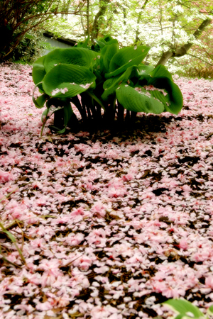 ETHEREAL PETALS