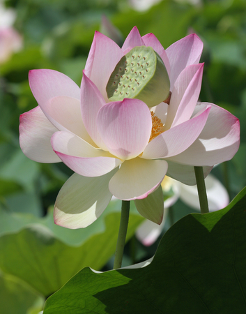 LOTUS BEAUTIES I
