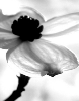 © ELIZABETH S LINARES 2003-2025. ALL RIGHTS RESERVED.