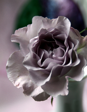 LAVENDER ROSE SERIES VI