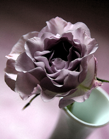 LAVENDER ROSE SERIES VII