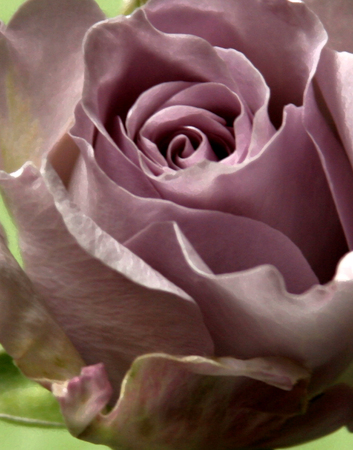 LAVENDER ROSE SERIES VIII