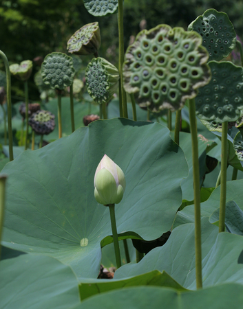LOTUS BEAUTIES IV