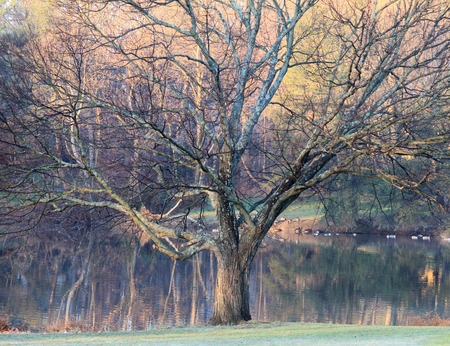 Morning Glow in January