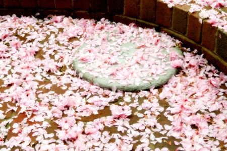 PETAL COVERED DREAMS