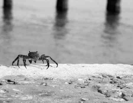 FEELING CRABBY II