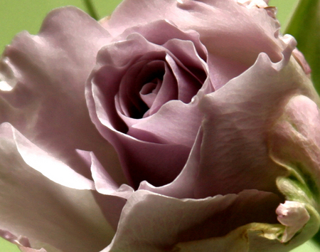 LAVENDER ROSE SERIES I