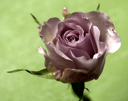 LAVENDER ROSE SERIES III