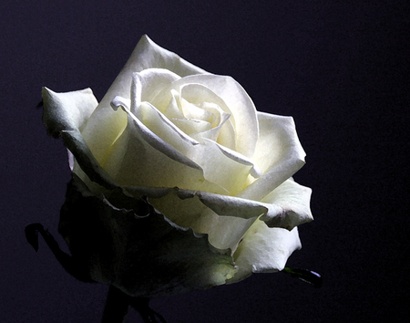 SIMPLICITY ROSE